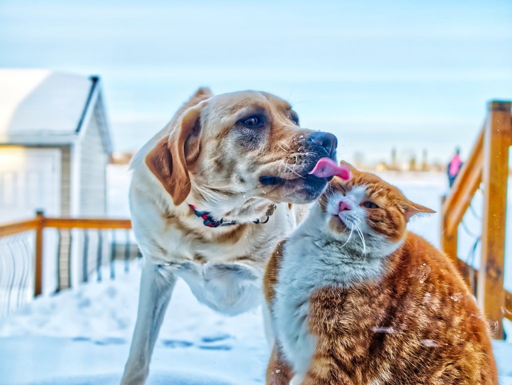 Chats contre chiens : lequel le monde préfère-t-il ?