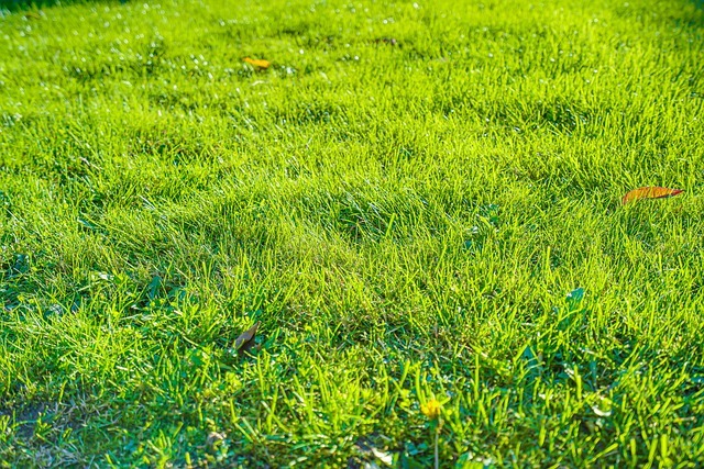 Comment garder l’herbe verte et obtenir une pelouse saine