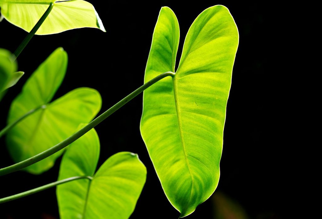 Philodendron : comment prendre soin de cette plante adaptable ?